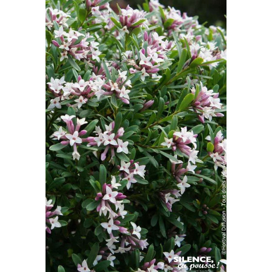DAPHNE TRA,PINK FRAGRANCE R C4,5 TF/BU de Plantes Silence ça pousse dans Plantes à petits fruits (kiwi, myrtilles, groseilles...