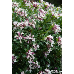 DAPHNE TRA,PINK FRAGRANCE R C4,5 TF/BU de Plantes Silence ça pousse dans Plantes à petits fruits (kiwi, myrtilles, groseilles...
