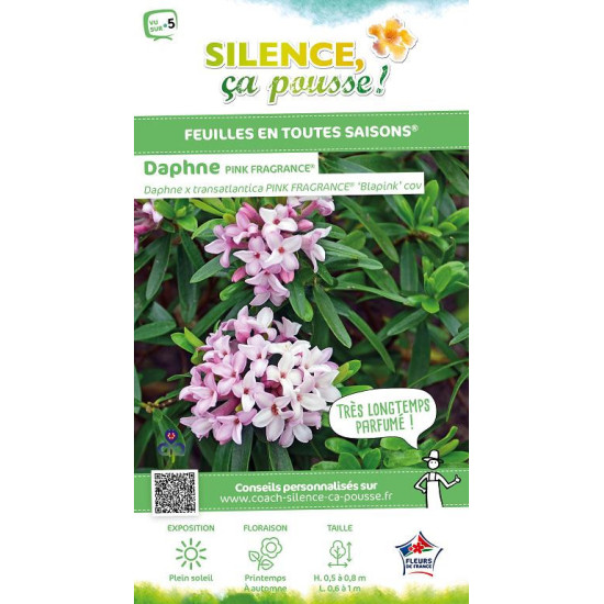 DAPHNE TRA,PINK FRAGRANCE R C4,5 TF/BU de Plantes Silence ça pousse dans Plantes à petits fruits (kiwi, myrtilles, groseilles...