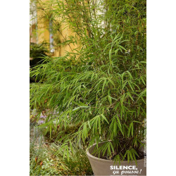 Fargesia angustissima 80cm Silence ca pousse de Plantes Silence ça pousse dans Bambous en livraison
