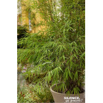 Fargesia angustissima 80cm Silence ca pousse de Plantes Silence ça pousse dans Bambous en livraison