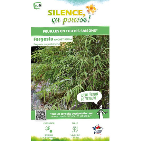 Fargesia angustissima 80cm Silence ca pousse de Plantes Silence ça pousse dans Bambous en livraison