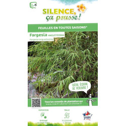 Fargesia angustissima 80cm Silence ca pousse de Plantes Silence ça pousse dans Bambous en livraison