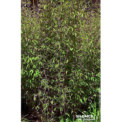Fargesia Asian Wonder 80cm Silence ca pousse de Plantes Silence ça pousse dans Bambous en livraison