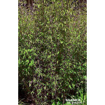 Fargesia Asian Wonder 80cm Silence ca pousse de Plantes Silence ça pousse dans Bambous en livraison