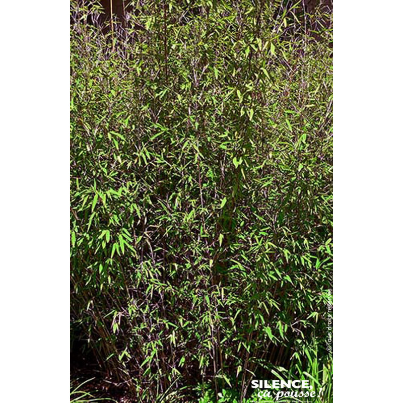 Fargesia Asian Wonder 80cm Silence ca pousse de Plantes Silence ça pousse dans Bambous en livraison