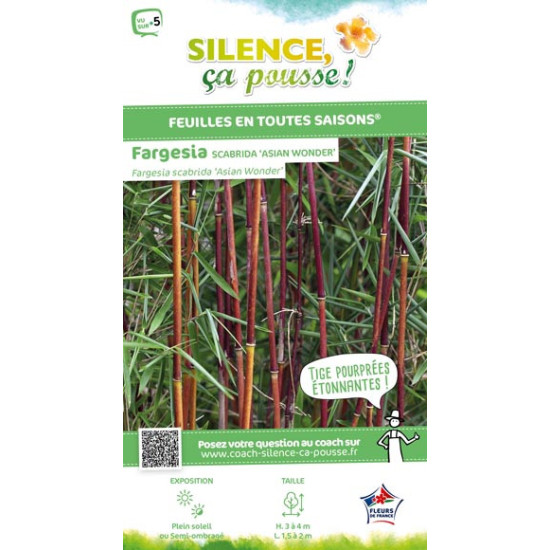 Fargesia Asian Wonder 80cm Silence ca pousse de Plantes Silence ça pousse dans Bambous en livraison