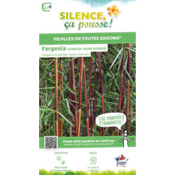 Fargesia Asian Wonder 80cm Silence ca pousse de Plantes Silence ça pousse dans Bambous en livraison