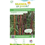 Fargesia Asian Wonder 80cm Silence ca pousse de Plantes Silence ça pousse dans Bambous en livraison