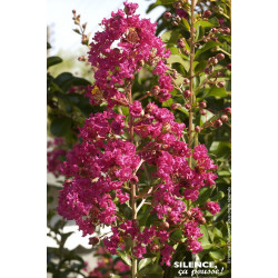 Lilas des Indes rouge 80cm Silence ca pousse de Plantes Silence ça pousse dans Plantes à petits fruits (kiwi, myrtilles, gros...