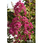 Lilas des Indes rouge 80cm Silence ca pousse de Plantes Silence ça pousse dans Plantes à petits fruits (kiwi, myrtilles, gros...