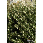 OSMANTHUS BURKWOODII C4,5 TF/BU de Plantes Silence ça pousse dans Arbustes persistants en livraison