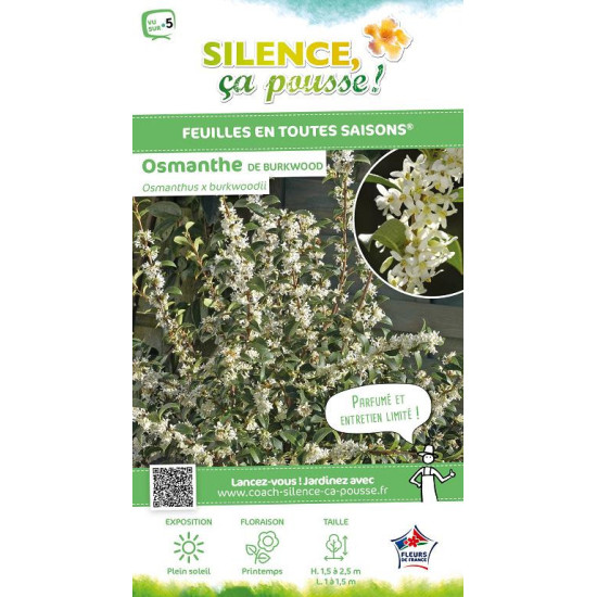 OSMANTHUS BURKWOODII C4,5 TF/BU de Plantes Silence ça pousse dans Arbustes persistants en livraison
