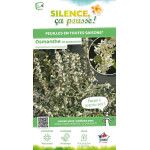 OSMANTHUS BURKWOODII C4,5 TF/BU de Plantes Silence ça pousse dans Arbustes persistants en livraison