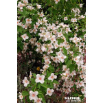 Seringat Belle Etoile 80cm Silence ca pousse de Plantes Silence ça pousse dans Arbustes caducs en livraison