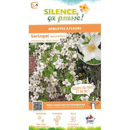 Seringat Belle Etoile 80cm Silence ca pousse de Plantes Silence ça pousse dans Arbustes caducs en livraison