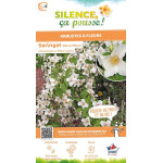 Seringat Belle Etoile 80cm Silence ca pousse de Plantes Silence ça pousse dans Arbustes caducs en livraison