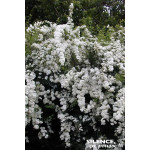 Spiree de Van Houtte 100cm Silence ca pousse de Plantes Silence ça pousse dans Arbustes caducs en livraison