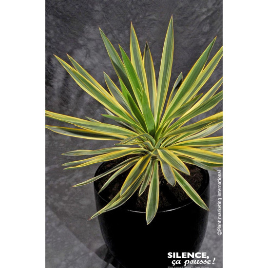 Yucca superbe panache 65cm Silence ca pousse de Plantes Silence ça pousse dans Plantes à petits fruits (kiwi, myrtilles, gros...