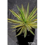 Yucca superbe panache 65cm Silence ca pousse de Plantes Silence ça pousse dans Plantes à petits fruits (kiwi, myrtilles, gros...