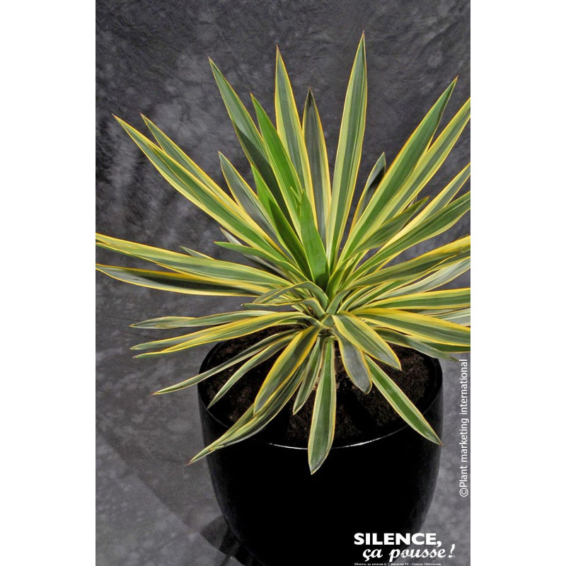 Yucca superbe panache 65cm Silence ca pousse de Plantes Silence ça pousse dans Plantes à petits fruits (kiwi, myrtilles, gros...