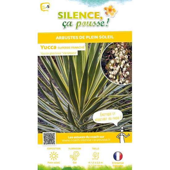 Yucca superbe panache 65cm Silence ca pousse de Plantes Silence ça pousse dans Plantes à petits fruits (kiwi, myrtilles, gros...