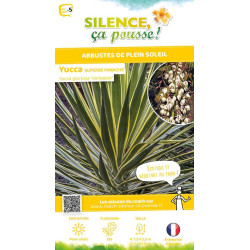Yucca superbe panache 65cm Silence ca pousse de Plantes Silence ça pousse dans Plantes à petits fruits (kiwi, myrtilles, gros...