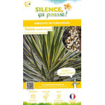 Yucca superbe panache 65cm Silence ca pousse de Plantes Silence ça pousse dans Plantes à petits fruits (kiwi, myrtilles, gros...