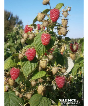 Framboisier MARASTAR 100cm Silence ca pousse de Plantes Silence ça pousse dans Plantes à petits fruits (kiwi, myrtilles, gros...