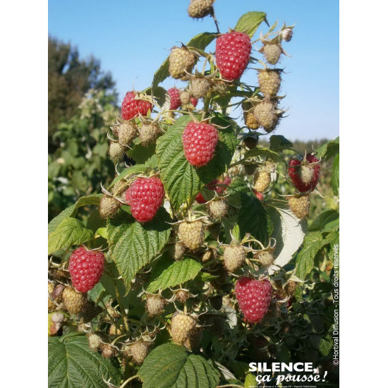 Framboisier MARASTAR 100cm Silence ca pousse de Plantes Silence ça pousse dans Plantes à petits fruits (kiwi, myrtilles, gros...