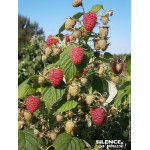 Framboisier MARASTAR 100cm Silence ca pousse de Plantes Silence ça pousse dans Plantes à petits fruits (kiwi, myrtilles, gros...
