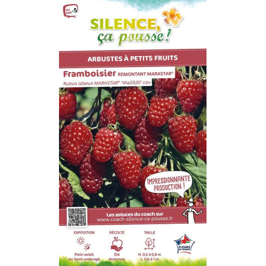 Framboisier MARASTAR 100cm Silence ca pousse de Plantes Silence ça pousse dans Plantes à petits fruits (kiwi, myrtilles, gros...
