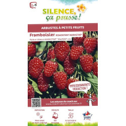 Framboisier MARASTAR 100cm Silence ca pousse de Plantes Silence ça pousse dans Plantes à petits fruits (kiwi, myrtilles, gros...