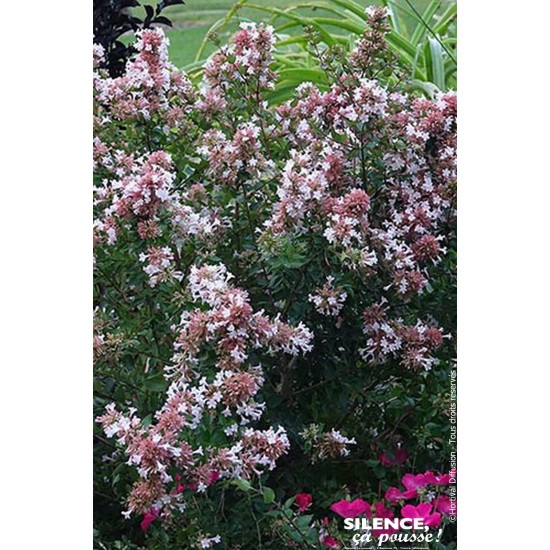 ABELIA CH,AUTUMN FESTIVAL C10 TF/BU de Plantes Silence ça pousse dans Arbustes persistants en livraison