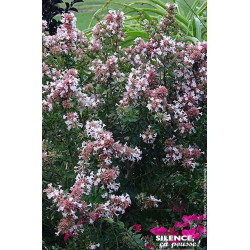 ABELIA CH,AUTUMN FESTIVAL C10 TF/BU de Plantes Silence ça pousse dans Arbustes persistants en livraison