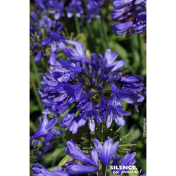 AGAPANTHUS EVER SAPPHIRE R C4,5 TF/BU de Plantes Silence ça pousse dans Plantes à petits fruits (kiwi, myrtilles, groseilles,...