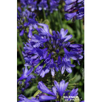AGAPANTHUS EVER SAPPHIRE R C4,5 TF/BU de Plantes Silence ça pousse dans Plantes à petits fruits (kiwi, myrtilles, groseilles,...