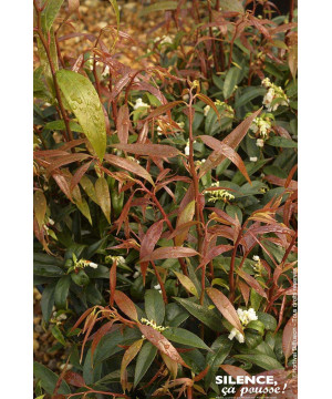 LEUCOTHOE KEIS,BURNING LOVE C4,5 TF/BU de Plantes Silence ça pousse dans Plantes à petits fruits (kiwi, myrtilles, groseilles...