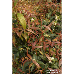 LEUCOTHOE KEIS,BURNING LOVE C4,5 TF/BU de Plantes Silence ça pousse dans Plantes à petits fruits (kiwi, myrtilles, groseilles...