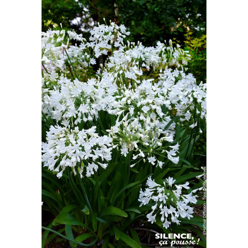 Agapanthe Arctic Star, fleur de lamour 100cm de Plantes Silence ça pousse dans Plantes à petits fruits (kiwi, myrtilles, gros...