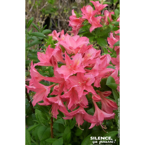 AZALEA MOL,JOLIE MADAME C4,5 TF/BU de Plantes Silence ça pousse dans Plantes à petits fruits (kiwi, myrtilles, groseilles, ca...