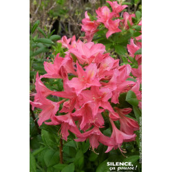 AZALEA MOL,JOLIE MADAME C4,5 TF/BU de Plantes Silence ça pousse dans Plantes à petits fruits (kiwi, myrtilles, groseilles, ca...