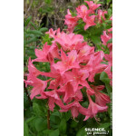 AZALEA MOL,JOLIE MADAME C4,5 TF/BU de Plantes Silence ça pousse dans Plantes à petits fruits (kiwi, myrtilles, groseilles, ca...