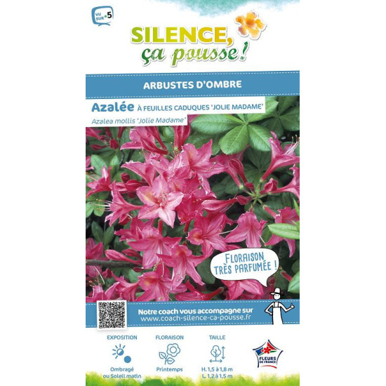 AZALEA MOL,JOLIE MADAME C4,5 TF/BU de Plantes Silence ça pousse dans Plantes à petits fruits (kiwi, myrtilles, groseilles, ca...