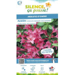 AZALEA MOL,JOLIE MADAME C4,5 TF/BU de Plantes Silence ça pousse dans Plantes à petits fruits (kiwi, myrtilles, groseilles, ca...
