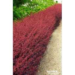 Epine vinette hybride dOttawa Auricoma 100cm de Plantes Silence ça pousse dans Plantes à petits fruits (kiwi, myrtilles, gros...