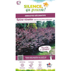 Epine vinette hybride dOttawa Auricoma 100cm de Plantes Silence ça pousse dans Plantes à petits fruits (kiwi, myrtilles, gros...