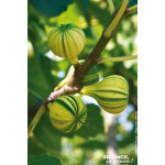 Figuier panache Bourjassotte panachee 100cm de Plantes Silence ça pousse dans Fruitiers en livraison