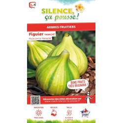 Figuier panache Bourjassotte panachee 100cm de Plantes Silence ça pousse dans Fruitiers en livraison