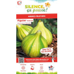 Figuier panache Bourjassotte panachee 100cm de Plantes Silence ça pousse dans Fruitiers en livraison